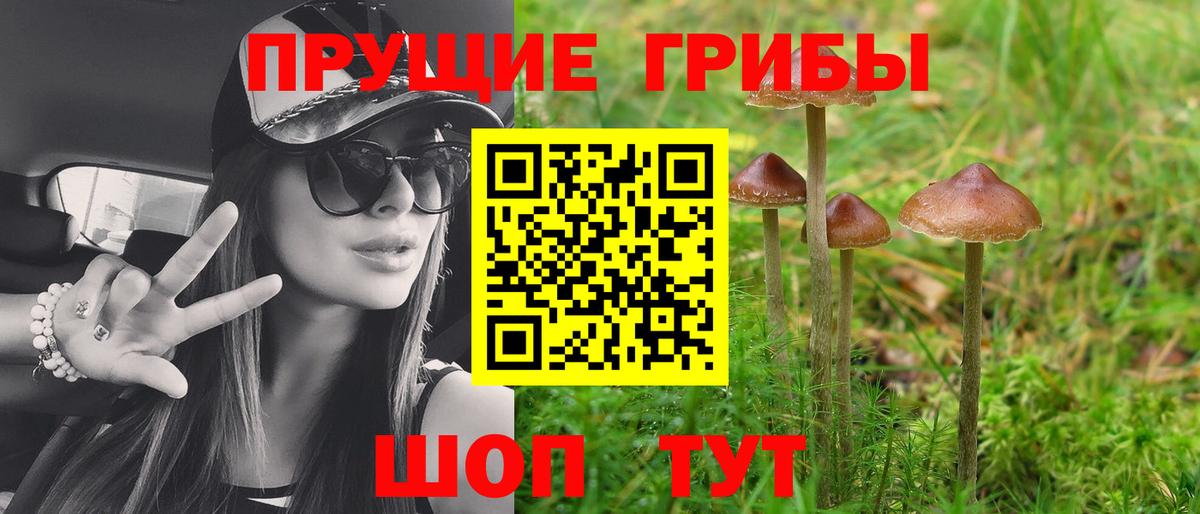 Новоалександровск  Галлюциногенные грибы GOLDEN TEACHER  Вход с VPN  Псилоцибиновые грибы Psilocybe 